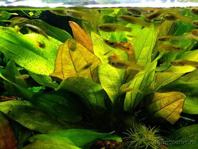 Альгицид Мак против водорослей в аквариуме