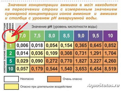 Странное поведение бирюзовой акары