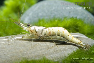 Фото Креветки из слоновой кости Палемон ,, Слоновая кость P­alaemon sp.​ Ivory  (photo#122726)
