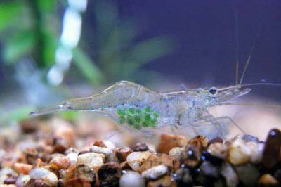 Фото Креветка ,, Призрак Glass Shrimp  (photo#122776)