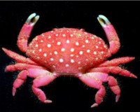 Клубничный краб (Strawberry crab)