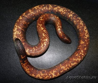 Калабария, земляной питон (Calabaria reinhardtii)