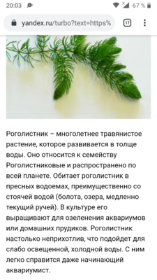 Роголистник покрыт иголочками