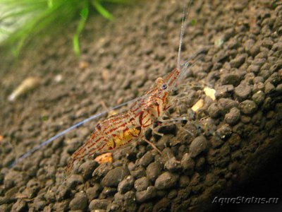 Фото Креветка озера Инле Macrobrachium ,, Inle - See  (photo#122967)