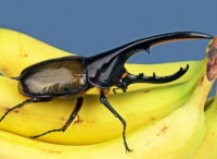 Жук-геркулес (Dynastes hercules)
