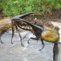 Жук-геркулес (Dynastes hercules)