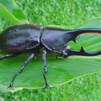 Жук-геркулес (Dynastes hercules)