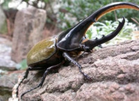 Жук-геркулес (Dynastes hercules)