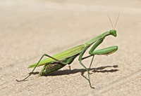 Китайский богомол (Tenodera sinensis)