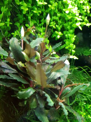 Фото Подводный Романтик. Мой аквариум Fluval Roma 120 литров Zlatka  (photo#123249)