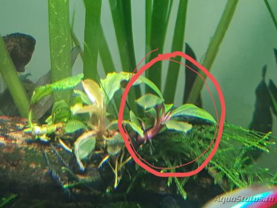 Фото Подводный Романтик. Мой аквариум Fluval Roma 120 литров Zlatka  (photo#123250)
