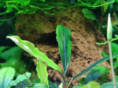 Фото Подводный Романтик. Мой аквариум Fluval Roma 120 литров Zlatka  (photo#123258)