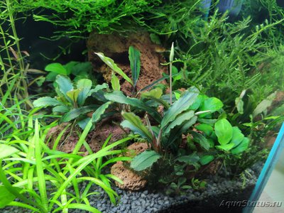 Фото Подводный Романтик. Мой аквариум Fluval Roma 120 литров Zlatka  (photo#123259)