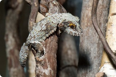Геккон мшистый плоскохвостый (Uroplatus sikorae)