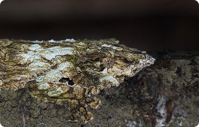 Геккон мшистый плоскохвостый (Uroplatus sikorae)
