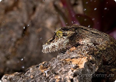 Геккон мшистый плоскохвостый (Uroplatus sikorae)