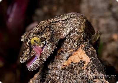 Геккон мшистый плоскохвостый (Uroplatus sikorae)