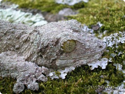 Геккон мшистый плоскохвостый (Uroplatus sikorae)