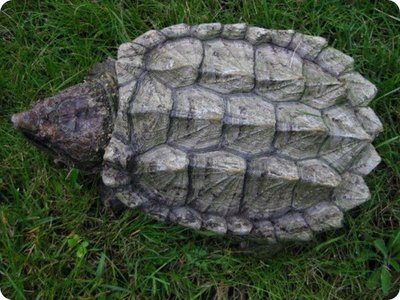 Черепаха Грифовая (Мacroclemys temminckii)