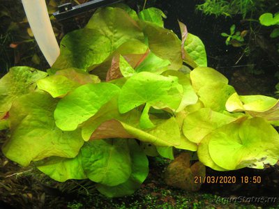 Нимфея Раджа (Nymphaea rudgeana)