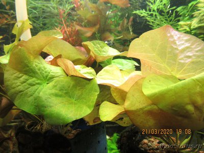 Нимфея Раджа (Nymphaea rudgeana)