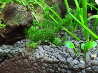 Определение водорослей в аквариуме