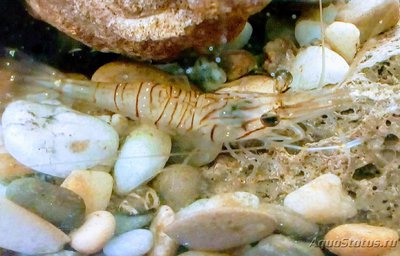 Каменная креветка , или стройный Палемон ( Palaemon elegans )
