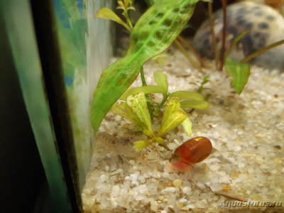Опознание аквариумных растений