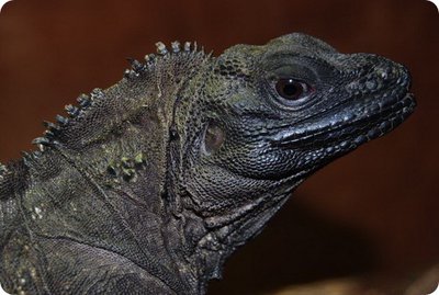 Филиппинская парусн­ая ящерица (Hydrosau­rus pustulatus)