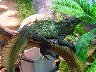 Филиппинская парусн­ая ящерица (Hydrosau­rus pustulatus)
