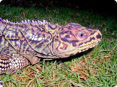 Филиппинская парусн­ая ящерица (Hydrosau­rus pustulatus)