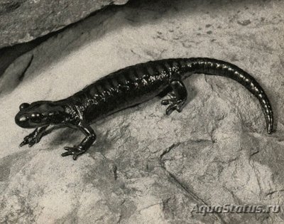 Альпийская саламанд­ра или Черная салама­ндра (Salamandra atr­a)