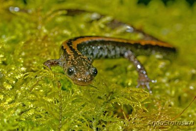 Саламандра Лузитанская , или Золотистополосая саламандра (Chioglossa  lusitanica)