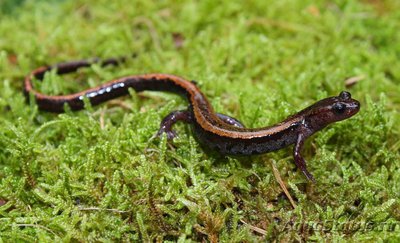 Саламандра Лузитанская , или Золотистополосая саламандра (Chioglossa  lusitanica)