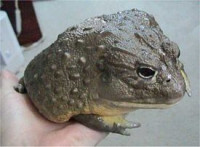 Лягушка роющая , или крапчатая роющая лягушка (Рyxicephalus adspersus)