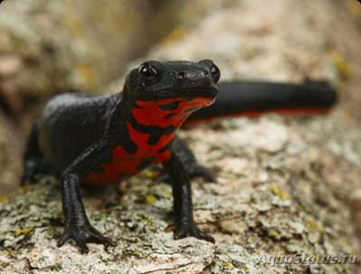 Тритон огненнобрюхий  (Cynops pyrrhogaster)