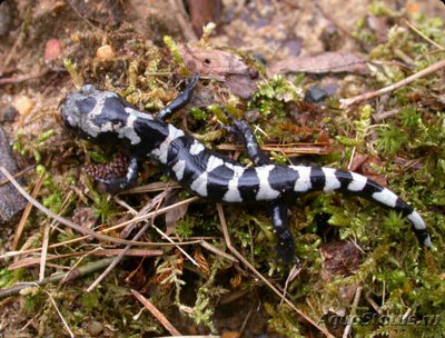 ​ Амбистома Мраморная (Ambystoma opacum)