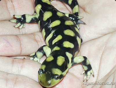 Амбистома тигровая​ (Ambystoma tigrinum)