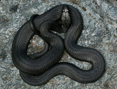 ​ Уж водяной "Чер­ная морфа" (Natrix tessellata black)