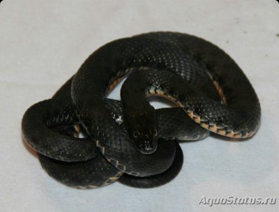Уж водяной (Natrix​ tessellata)