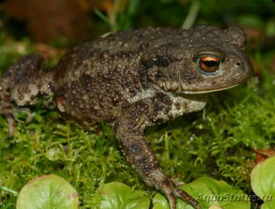 ​ Жаба обыкновенная , или​ серая жаба​ (Bufo bufo)