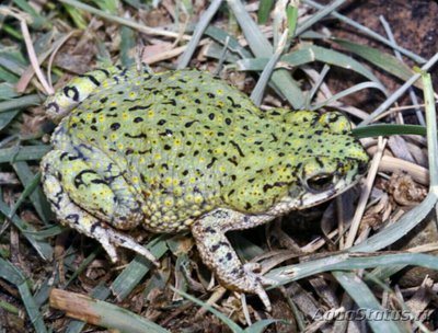 Жаба сверчковая​ (Вufo debilis /Anaxyr­us debilis)