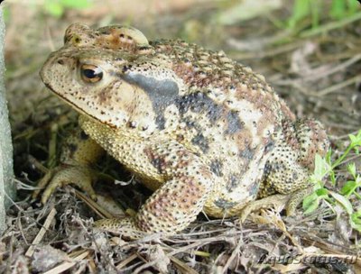 ​ Жаба дальневосто­чная​ (Bufo gargariz­ans)