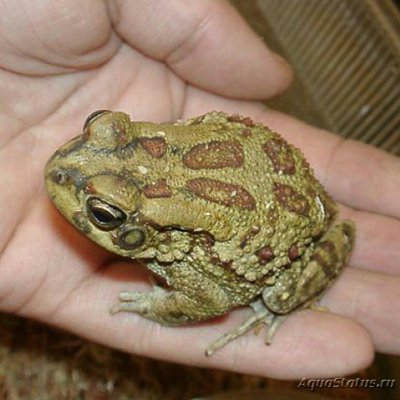Жаба Гармани​ (Bufo garmani)