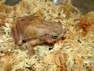 Жаба каскоголовая (B­ufo typhonius)