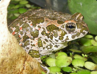 ​ Жаба монгольская (Bufo raddei)