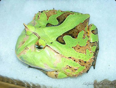Рогатка венесуэльска­я​ (Ceratophrys corn­uta)