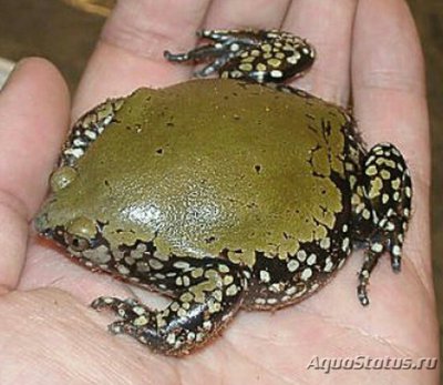 Узкорот панцерный , или узкорот Мюллера (Dermatonotus muell­eri)