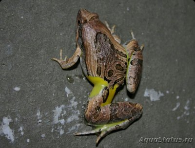 ​ Узкорот красивый азиатский (Microhyla pulchra)