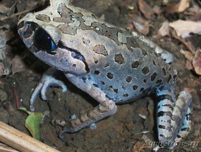 Чесночница тонкорукая Хассельта (Leptobr­achium hasseltii)